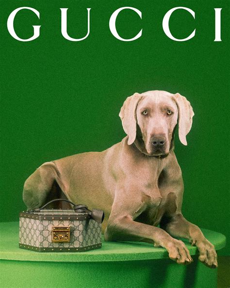 gucci aninali|new gucci pet collection.